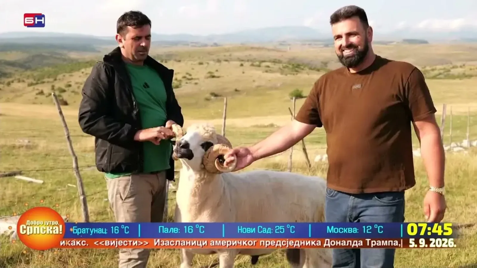 Сјеничка овца успијева на Пештерској висоравни захваљујући изузетној отпорности