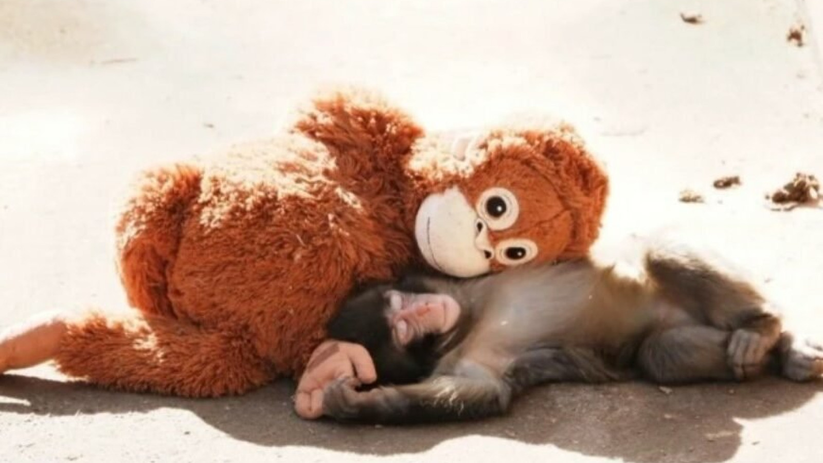 Коначно је добио свој први загрљај - мајмунче Пунч