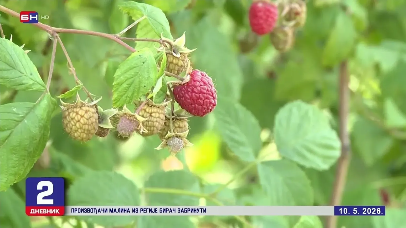 Neizvjesna otkupna cijena i nepovoljne vremenske prilike bacaju malinare iz regije Birač u očaj