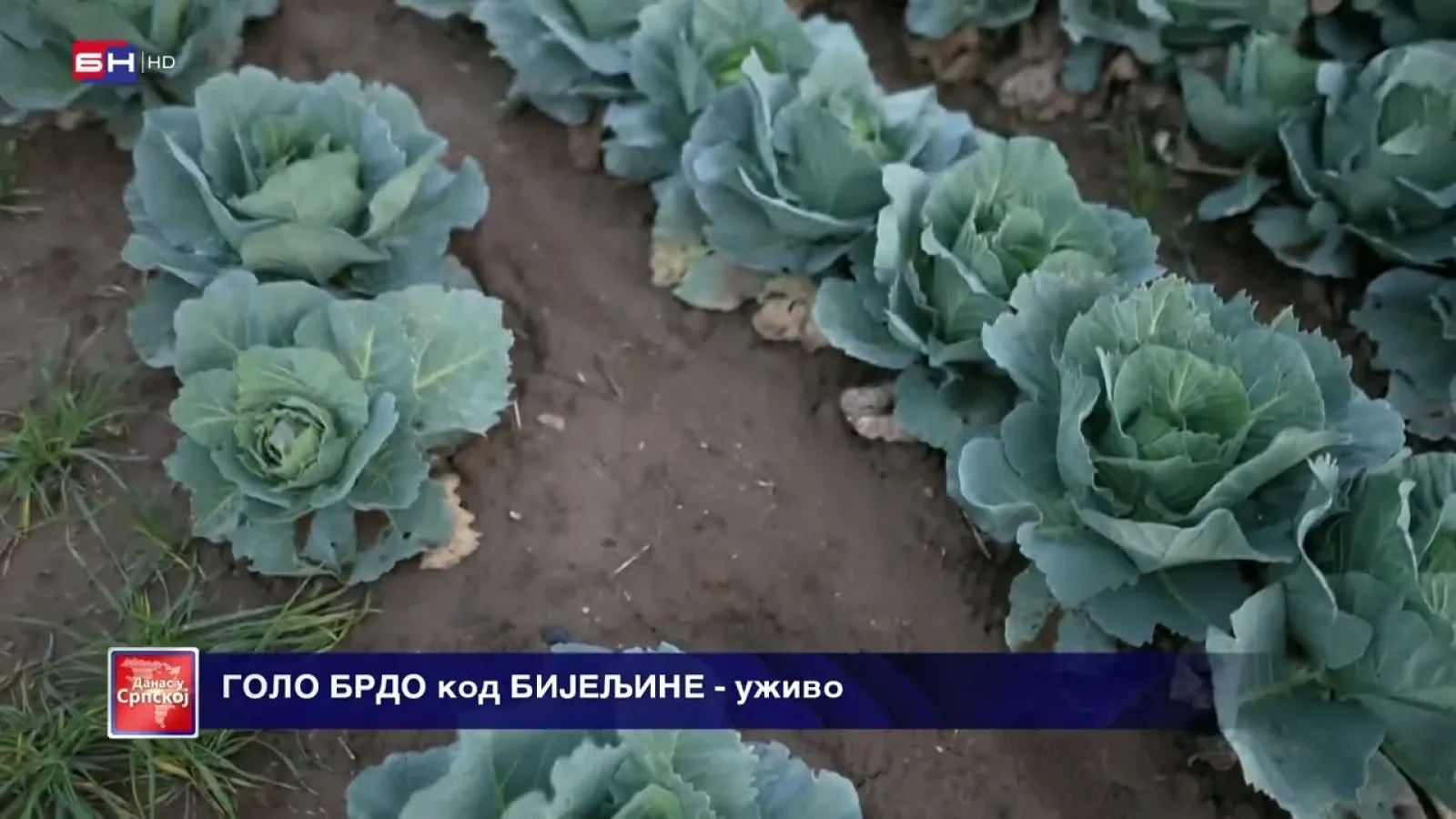 Какво је стање са купусом у Семберији ове сезоне?