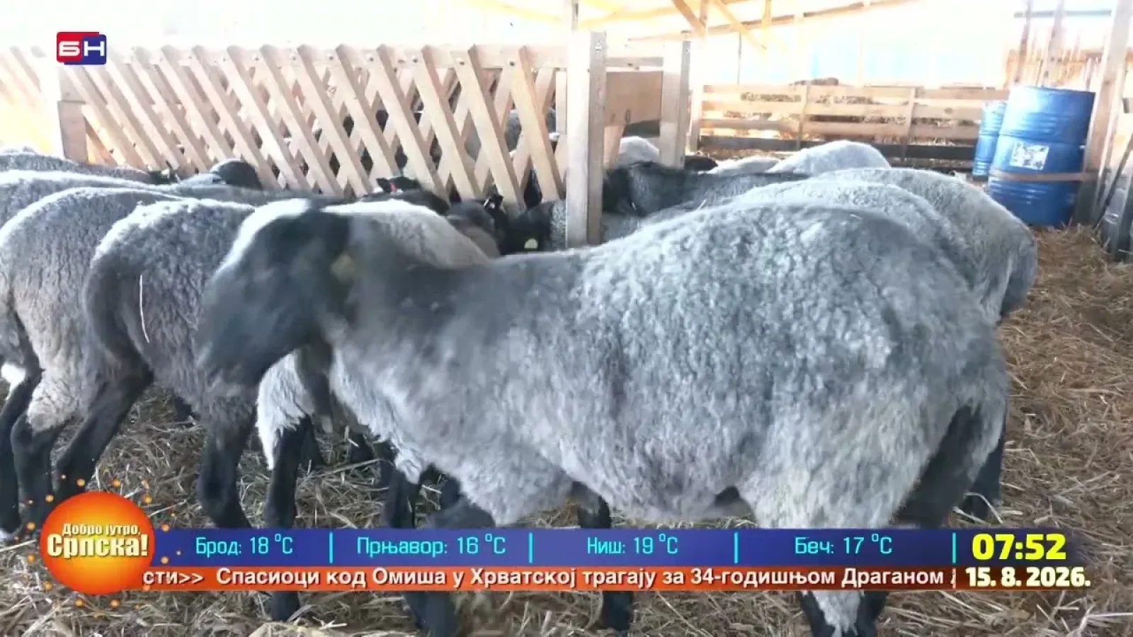 У Шабачкој Каменици код Коцељеве породица Додош има фарму оваца и узорно сеоско имање