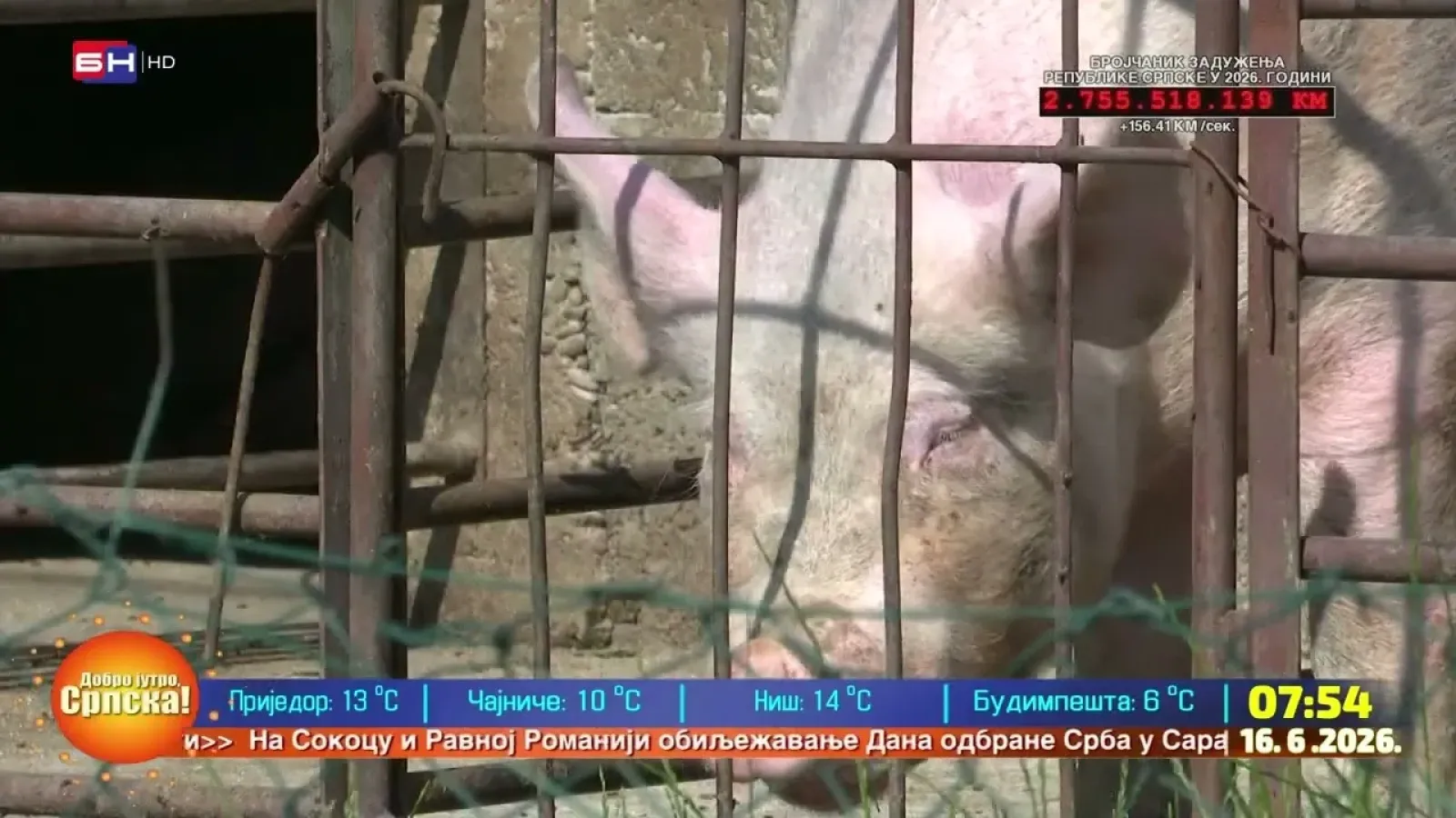Sreten Vučković: Dezinfekcija imanja jedina efikasna borba protiv afričke kuge svinja