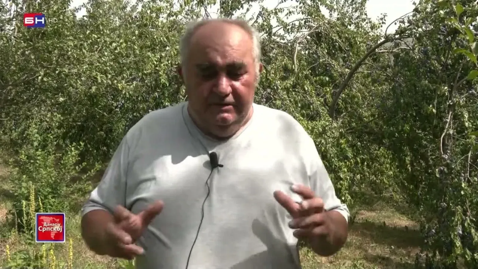 Rekordan rod šljive u selu Podrašnica kod Mrkonjić Grada