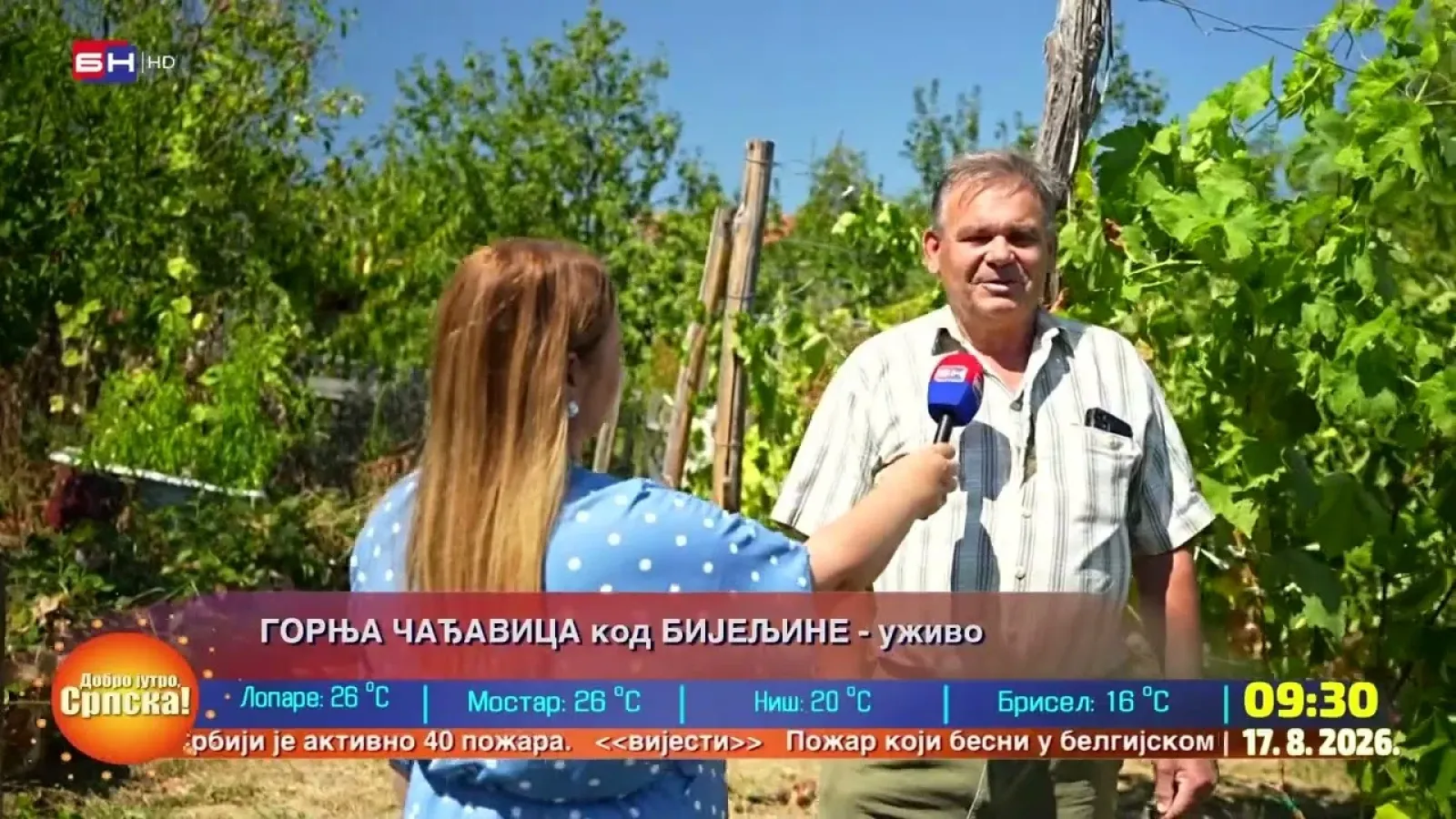 Горња Чађавица код Бијељине: У винограду Миладина Божића се налази преко 200 врста сорти грожђа