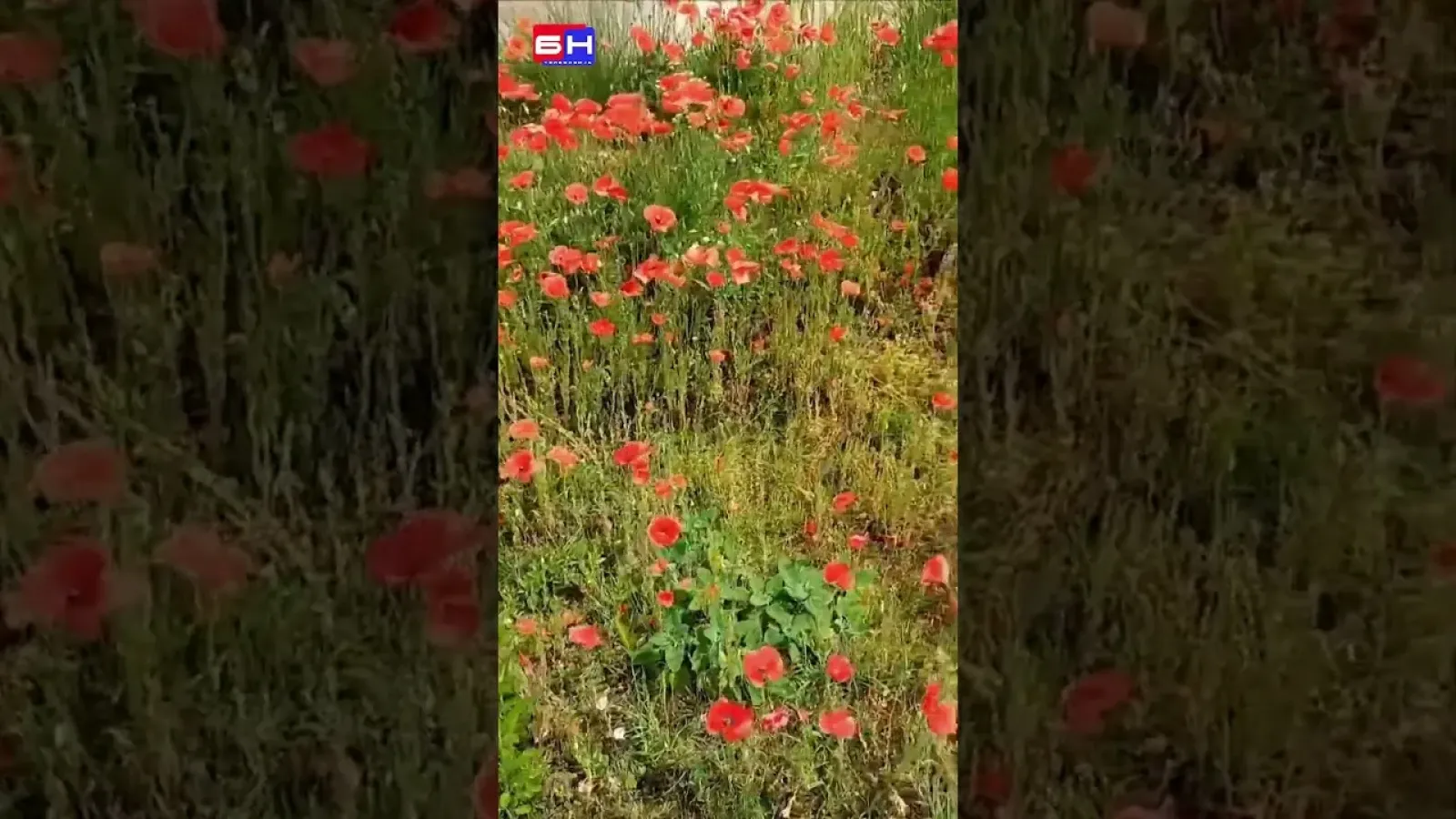 Opet su jutros procvali u vrtu makovi crveni