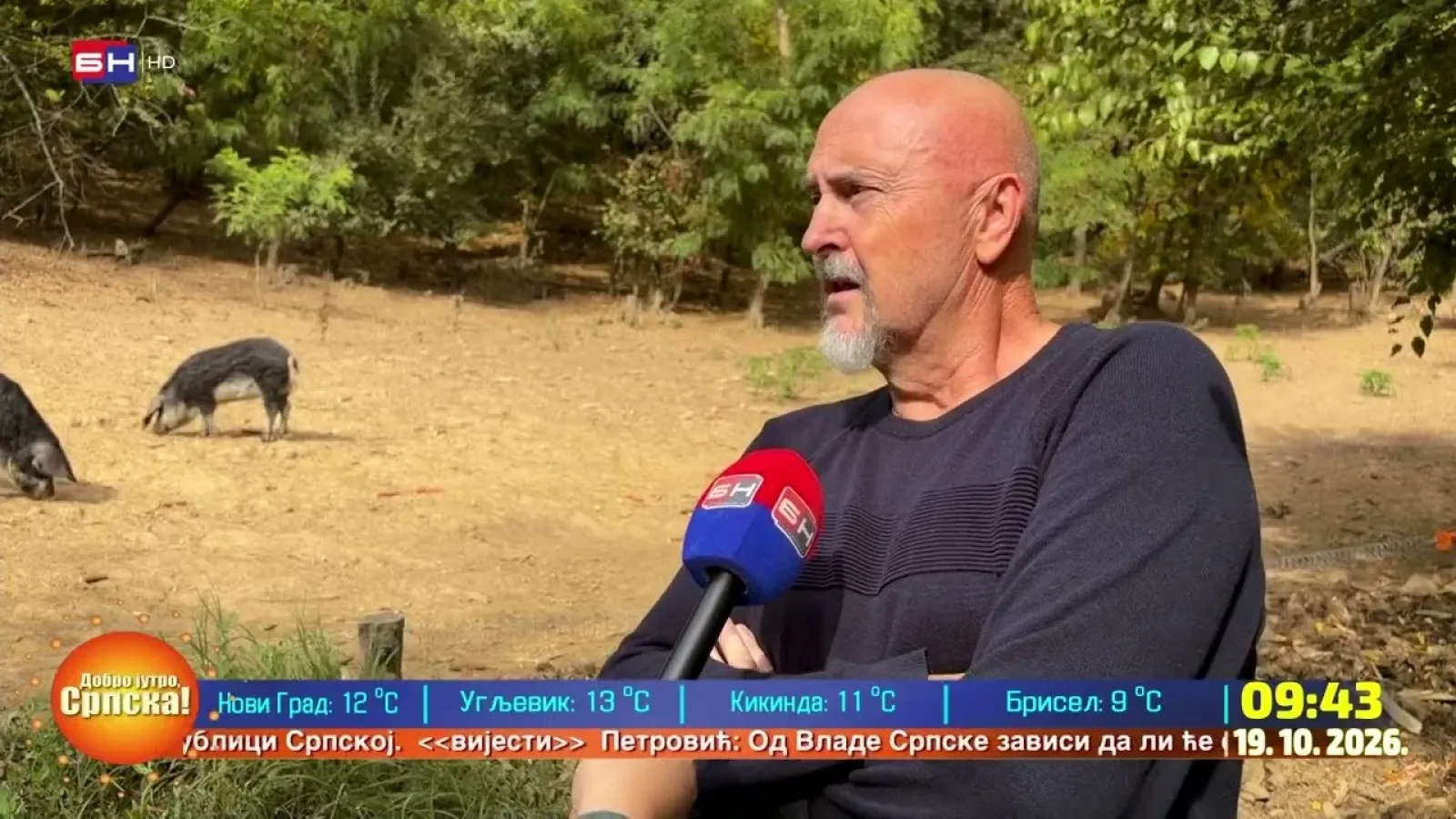 Farma svinja mangulica u selu Kostajnica kod Doboja