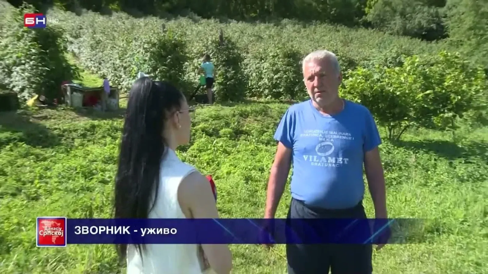 Kako teče berba maline u Birču i kakva je otkupna cijena ove godine?