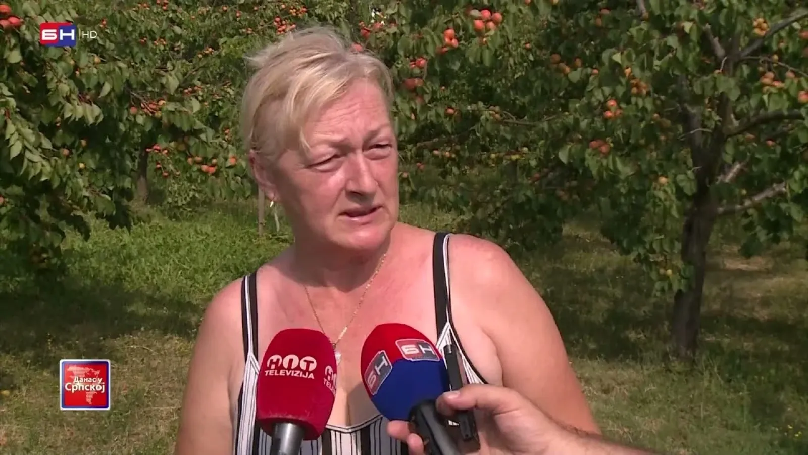 Ove godine kajsije su rodile, ali cijena na tržištu jedva da pokriva osnovne troškove proizvodnje