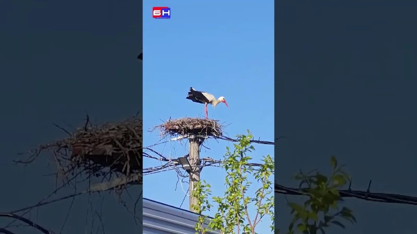 Svađa roda oko gnijezda u Bijeljini
