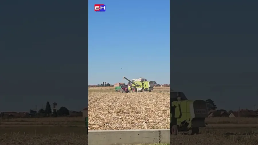 Вриједни Семберци скоро без кукуруза, суша спалила све
