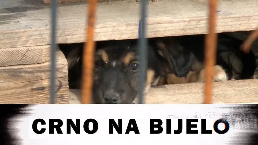 ŠANSA ZA ŽIVOT: Više od sto pasa u Nerinoj arci dobilo je novu šansu za život i spas?!