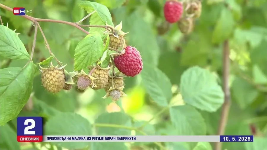 Neizvjesna otkupna cijena i nepovoljne vremenske prilike bacaju malinare iz regije Birač u očaj