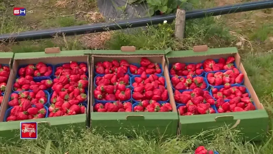 Brčko: Ovogodišnji rod i kvalitet jagoda zadovoljavajući