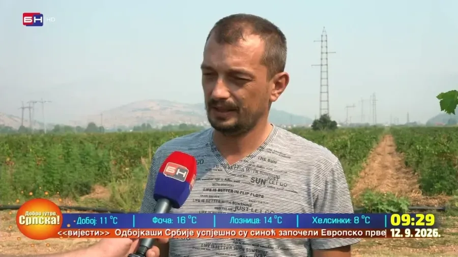 Берба грожђа у требињским виноградима је у пуном јеку