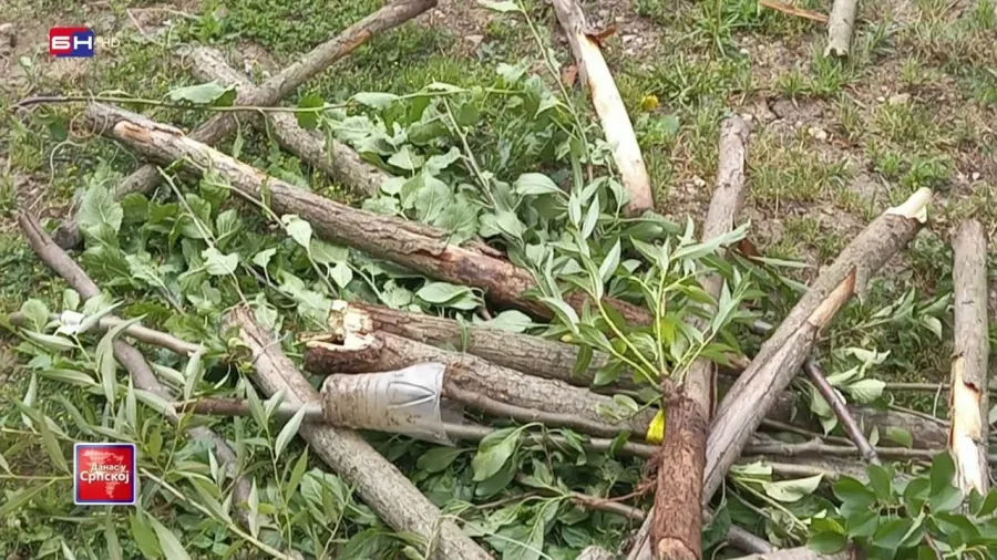 Kome su smetala stabla jabuke, trešnje i šljive