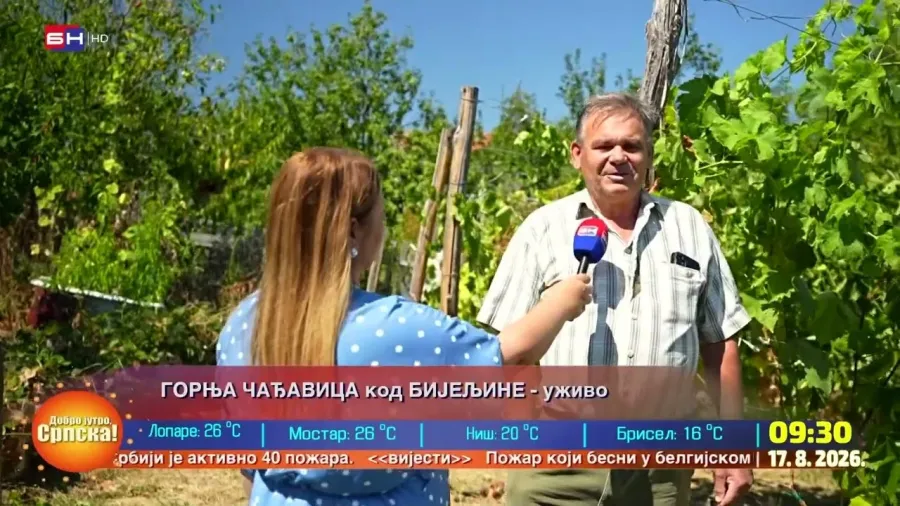 Горња Чађавица код Бијељине: У винограду Миладина Божића се налази преко 200 врста сорти грожђа