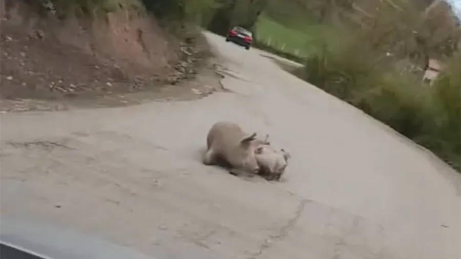 На путу Фоча - Шћепан Поље опрасила се крмача