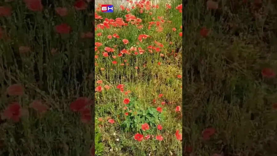 Opet su jutros procvali u vrtu makovi crveni