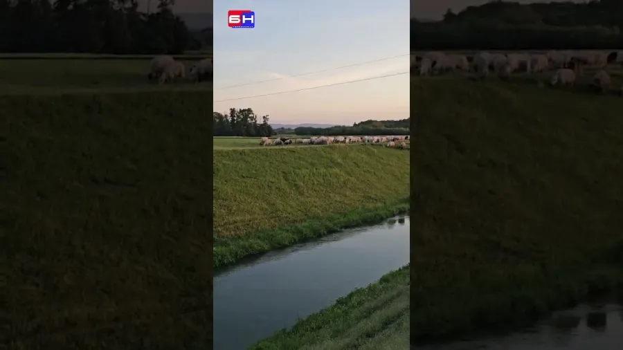 Novi trend u Pučilama kod Bijeljine - čoban autom čuva ovce